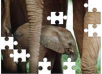Elephant jigsaw puzzles