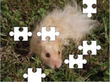 jigsaw puzzles