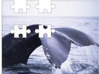whale jigsaw puzzle