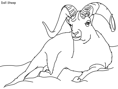 dall sheep coloring page
