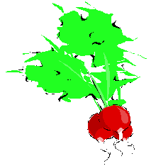 radish