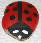 ladybug rock
