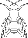 insect coloring page