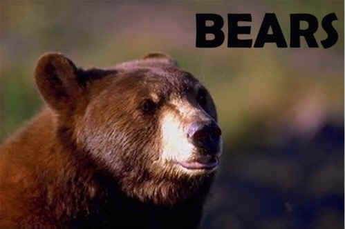 Bear facts