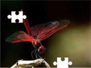 dragonfly jigsaw puzzles
