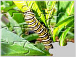 caterpillar jigsaw puzzles
