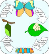 butterfly life cycle
