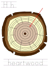 arbor day, parts of a tree, tracer pages