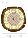 arbor day, parts of a tree, tracer pages