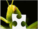 insect games and puzzles