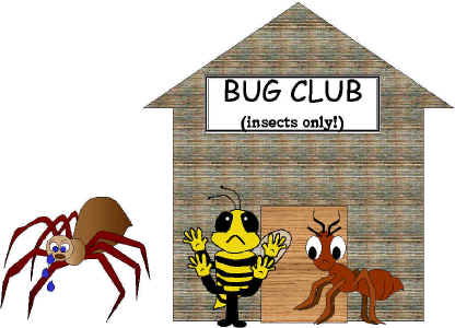 about insects