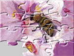bumblebee jigsaw puzzles