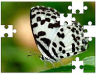 butterfly jigsaw puzzles