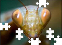 insect jigsaw puzzles