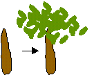 fingerprint tree