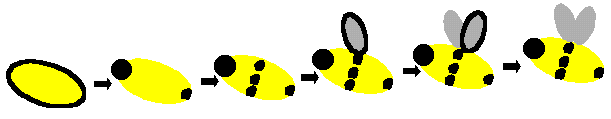 fingerprint bumblebees
