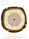 arbor day, parts of a tree, tracer pages