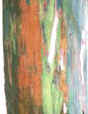 bark