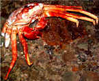 crab paper plate craft