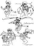 sailor moon coloring page