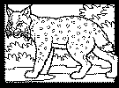lynx coloring page