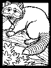 raccoon coloring page