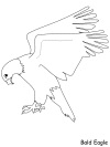 bald eagle coloring page