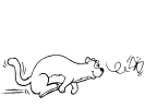ferret