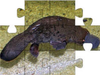 Australian animals jigsaw puzzles