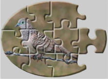 bird jigsaw puzzles