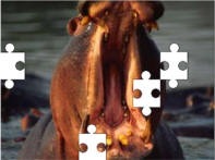 Hippo jigsaw puzzles