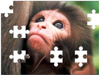 Monkey jigsaw puzzles
