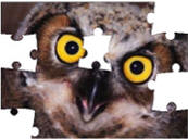 owl jigsaw puzzles