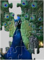 Peacock jigsaw puzzels