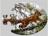 squirrel jigsaw puzzle