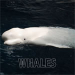 whale coloring page