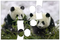Panda puzzle