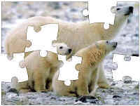 polar bear jigsaw puzzle