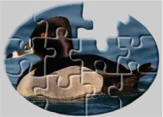 Duck jigsaw puzzles