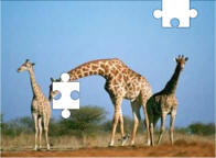 Giraffe jigsaw puzzles
