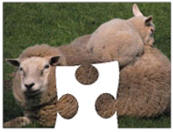Lamb jigsaw puzzles