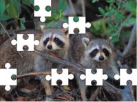 raccoon