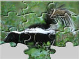 skunk jigsaw puzzle