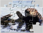 beaver puzzles