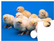 baby chick crafts
