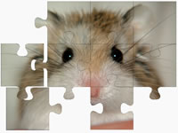 hamtaro activities