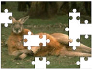 Kangaroo puzzles