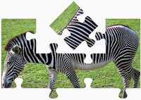 zebra puzzles