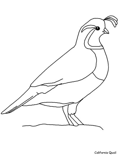 quail coloring page
