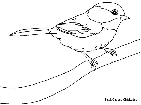 chickadee coloring page